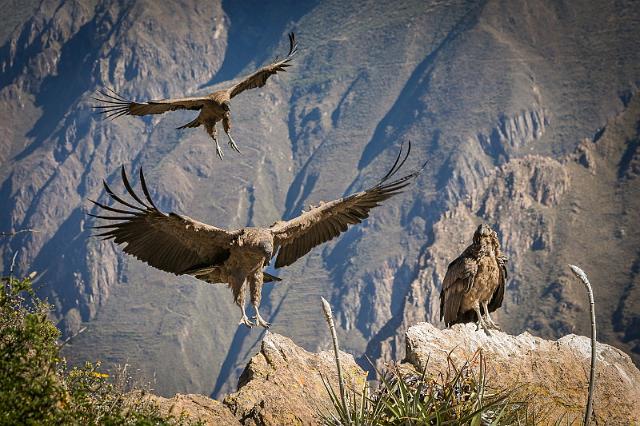 17 Colca Canyon, condor.jpg